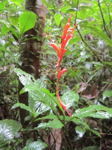 Monteverde 19      